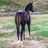 POTTER S PAPER PHOTO SHOOTING CUORE APPALOOSA REINING HORSES